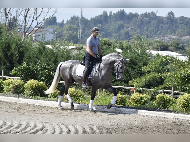 PRE Stallion 4 years 16 hh Gray in Guimarães