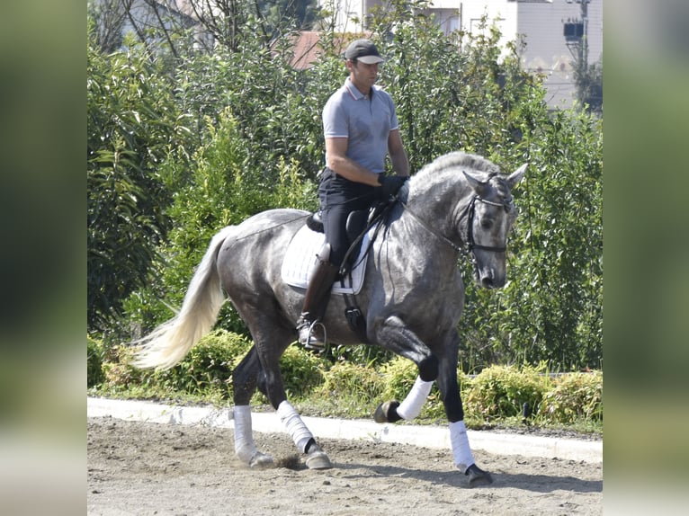 PRE Stallion 4 years 16 hh Gray in Guimarães