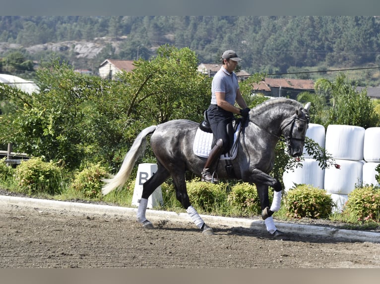 PRE Stallion 4 years 16 hh Gray in Guimarães