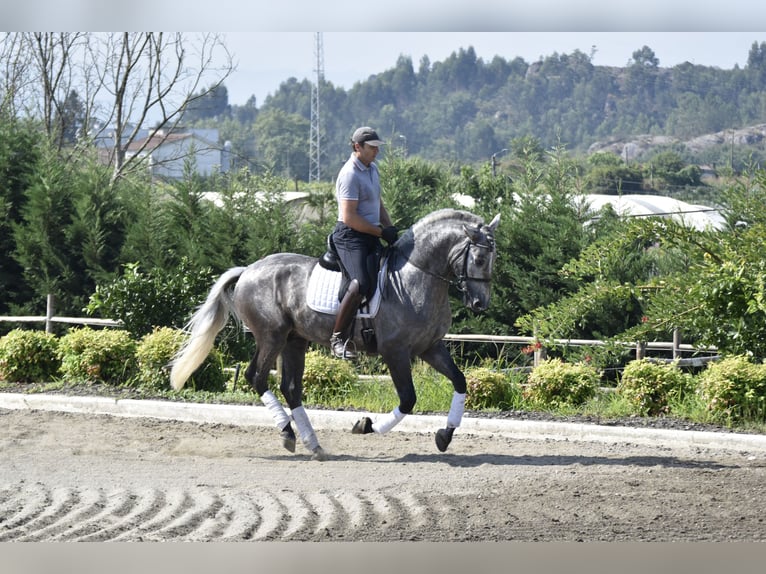 PRE Stallion 4 years 16 hh Gray in Guimarães