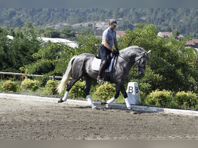 PRE Stallion 4 years 16 hh Gray in Guimarães