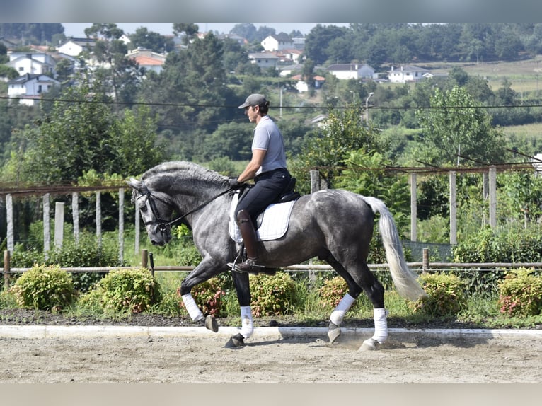 PRE Stallion 4 years 16 hh Gray in Guimarães