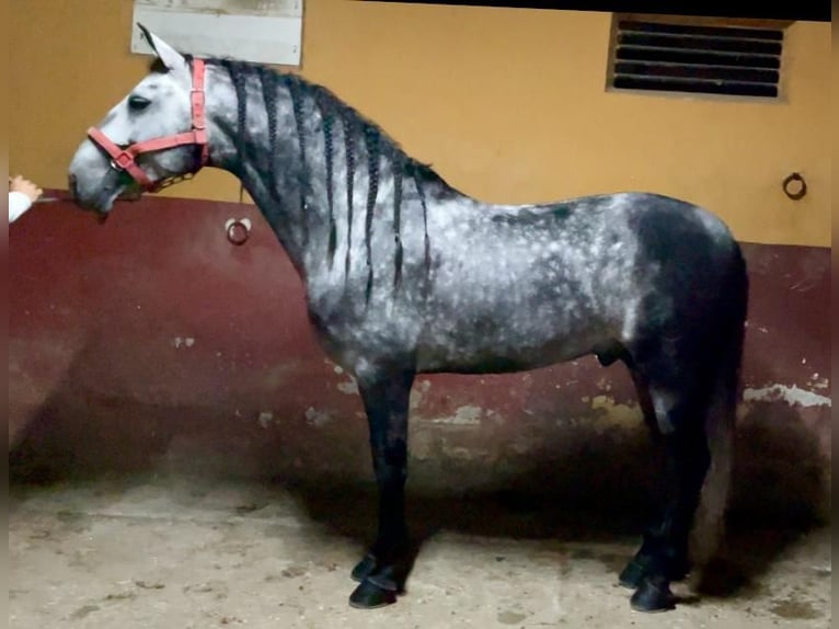 PRE Stallion 4 years 16 hh Gray in Malaga