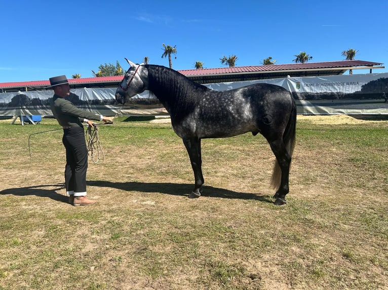 PRE Stallion 4 years 16 hh Gray in Malaga