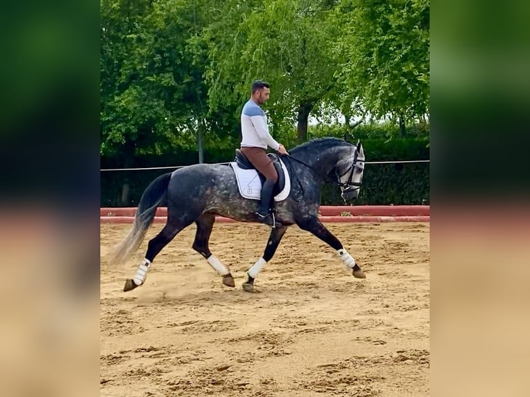 PRE Stallion 4 years 16 hh Gray in Malaga