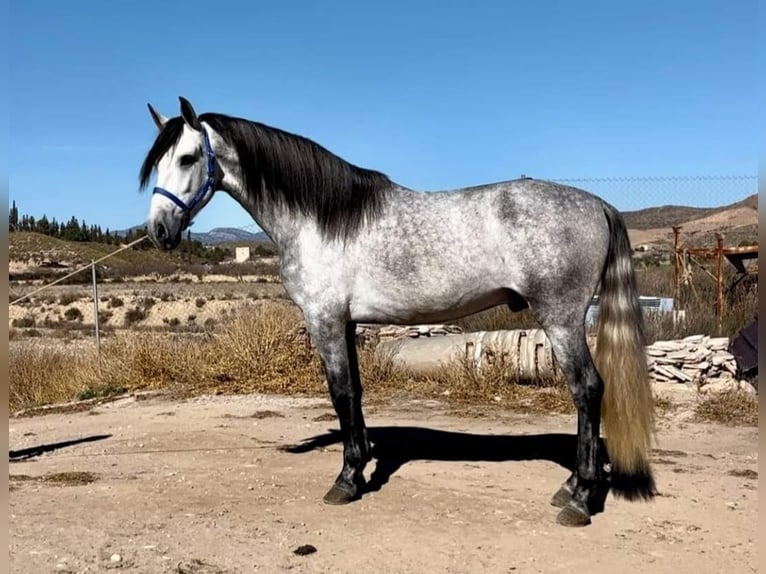 PRE Mix Stallion 4 years 16 hh Gray in Lorca