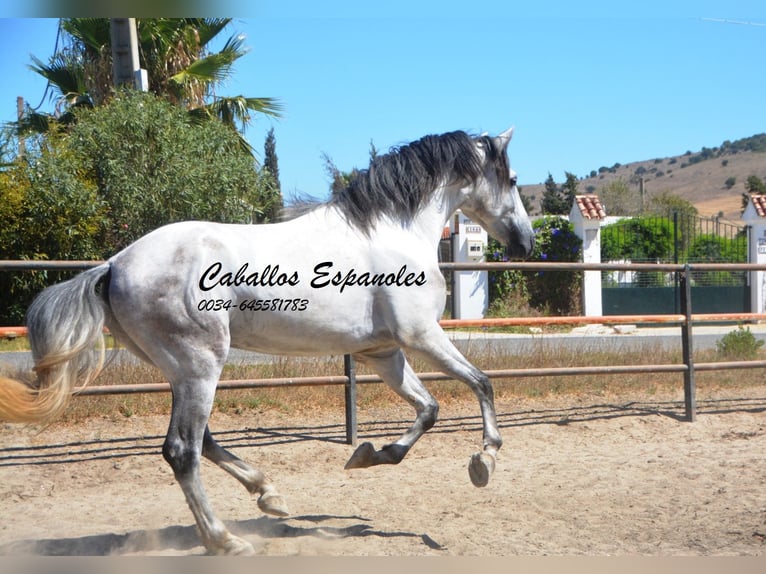 PRE Stallion 4 years 16 hh Gray in Vejer de la Frontera