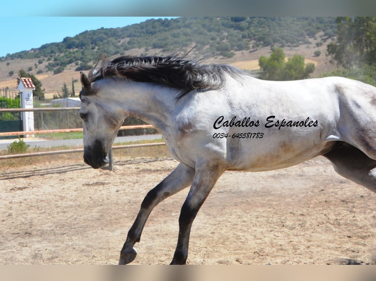 PRE Stallion 4 years 16 hh Gray in Vejer de la Frontera