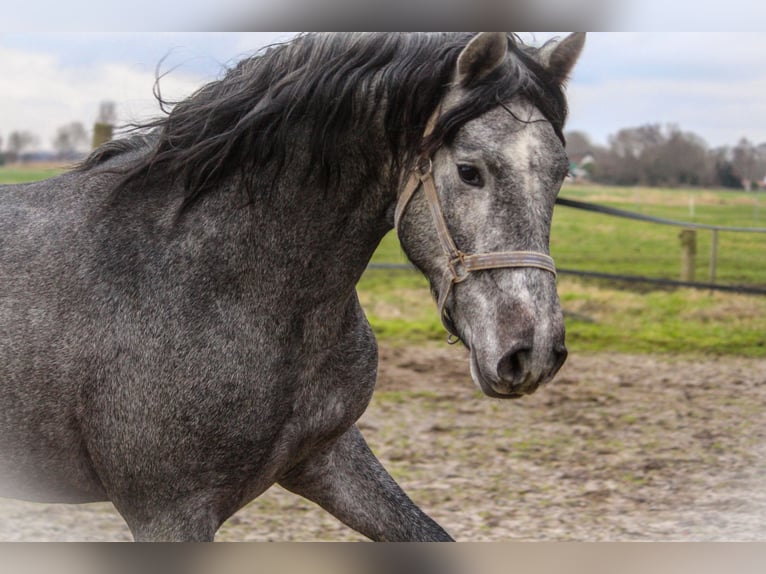 PRE Stallion 4 years 16 hh Gray in Wremen