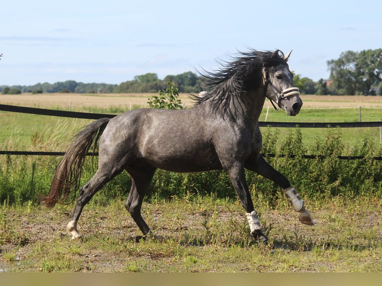 PRE Stallion 4 years 16 hh Gray in Wremen