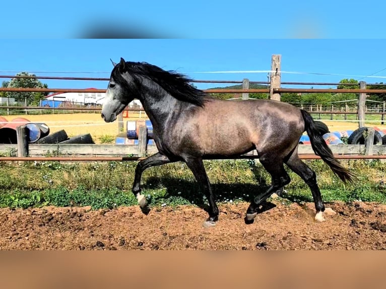 PRE Stallion 4 years 16 hh Grey in Bratislava