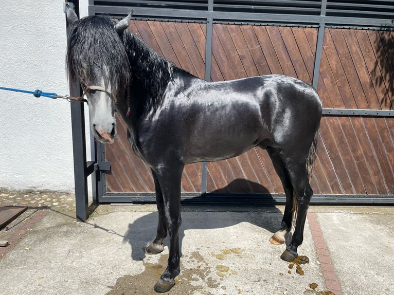 PRE Stallion 4 years 16 hh Grey in Bratislava