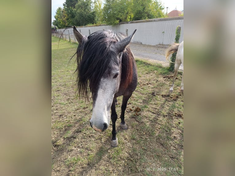 PRE Stallion 4 years 16 hh Grey in Bratislava