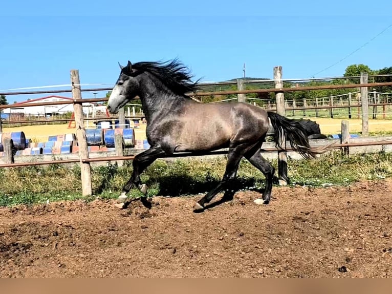 PRE Stallion 4 years 16 hh Grey in Bratislava