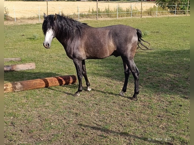 PRE Stallion 4 years 16 hh Grey in Bratislava