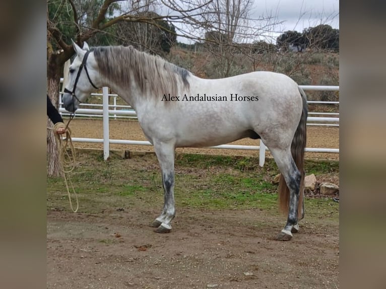 PRE Mix Stallion 4 years 16 hh Grey in Sevilla