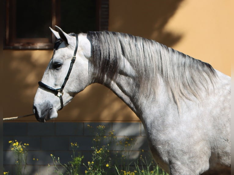 PRE Stallion 4 years 16 hh Grey-Dapple in Sagunt/Sagunto