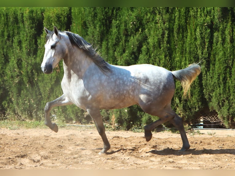 PRE Stallion 4 years 16 hh Grey-Dapple in Sagunt/Sagunto