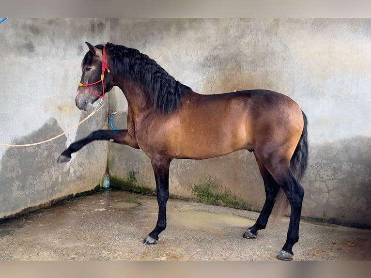 PRE Mix Stallion 4 years 16 hh Grey-Dark-Tan in Jerez