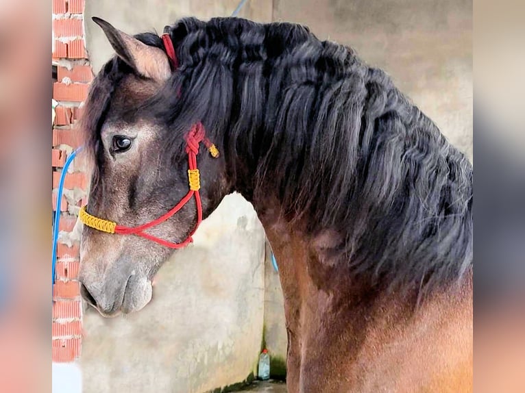 PRE Mix Stallion 4 years 16 hh Grey-Dark-Tan in Jerez