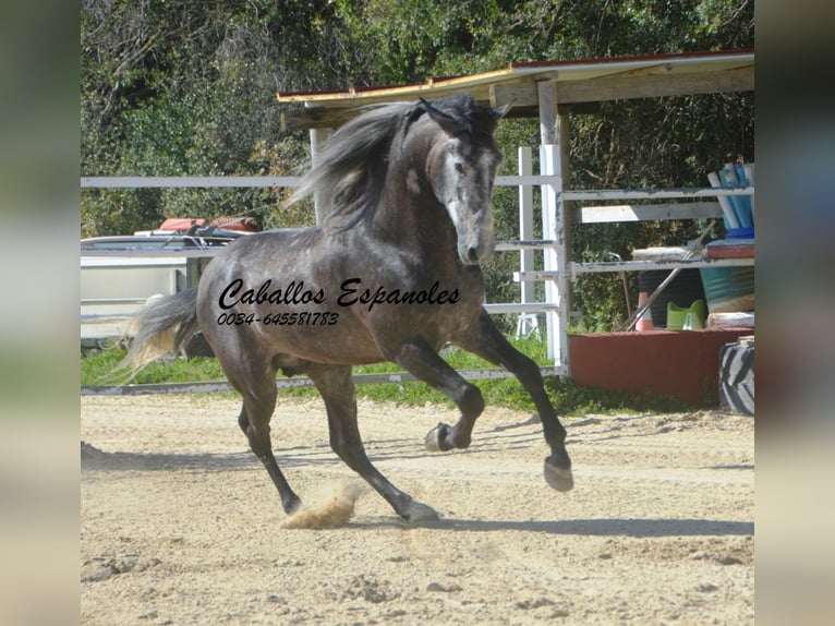 PRE Mix Stallion 4 years 16 hh Grey-Dark-Tan in Vejer de la Frontera