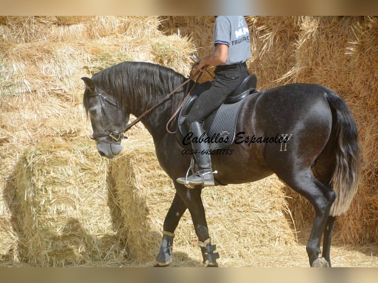 PRE Mix Stallion 4 years 16 hh Grey-Dark-Tan in Vejer de la Frontera