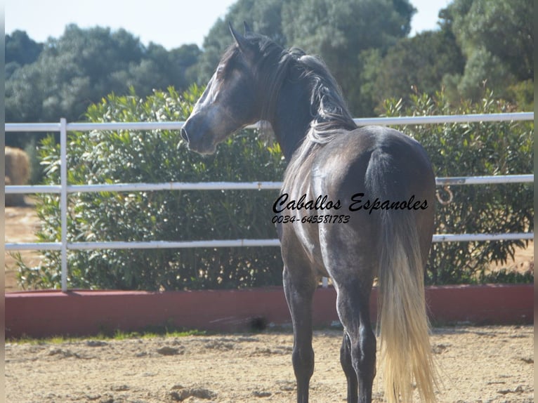 PRE Mix Stallion 4 years 16 hh Grey-Dark-Tan in Vejer de la Frontera