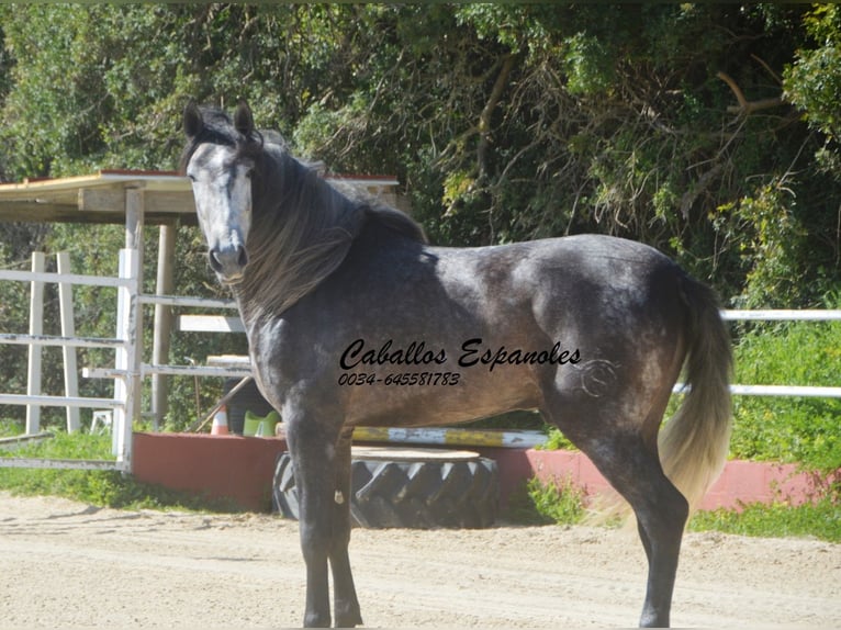 PRE Mix Stallion 4 years 16 hh Grey-Dark-Tan in Vejer de la Frontera