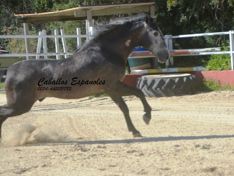 PRE Mix Stallion 4 years 16 hh Grey-Dark-Tan in Vejer de la Frontera