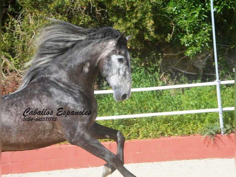 PRE Mix Stallion 4 years 16 hh Grey-Dark-Tan in Vejer de la Frontera
