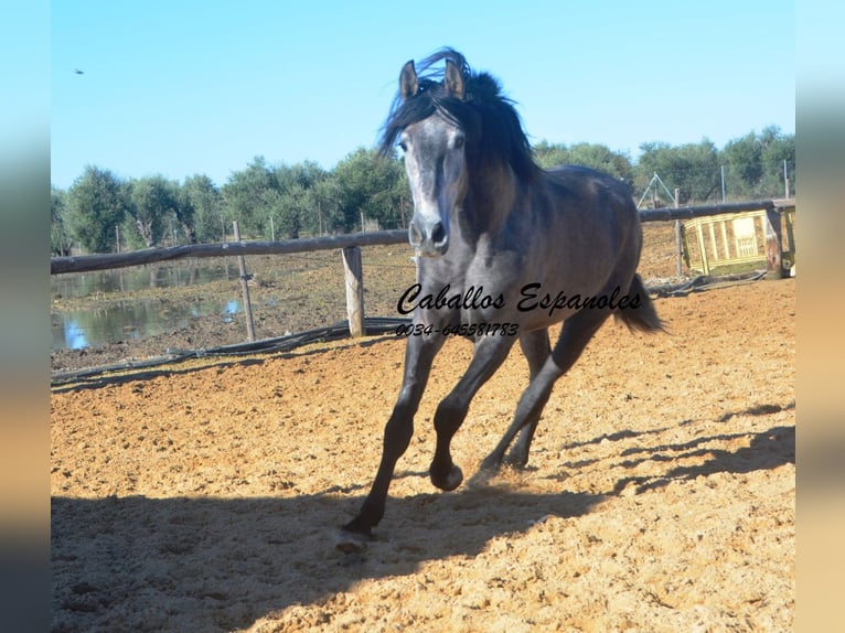 PRE Mix Stallion 4 years 16 hh Grey-Dark-Tan in Vejer de la Frontera