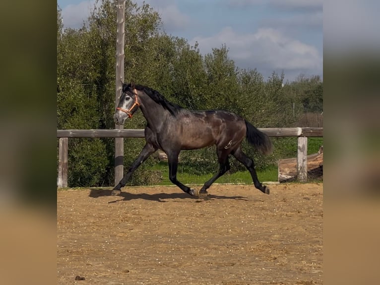 PRE Mix Stallion 4 years 16 hh Grey-Dark-Tan in Vejer de la Frontera