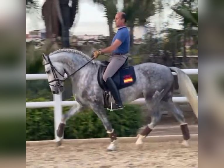 PRE Mix Stallion 4 years 16 hh Grey in MALAGA