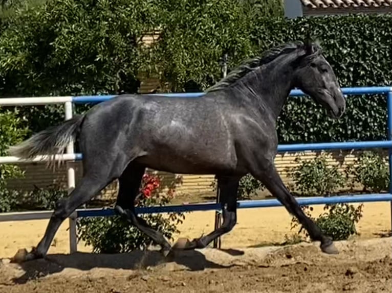 PRE Mix Stallion 4 years 16 hh Grey in Fuentes De Andalucia