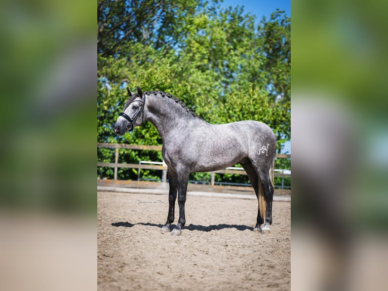 PRE Mix Stallion 4 years 16 hh Grey in Poeldijk