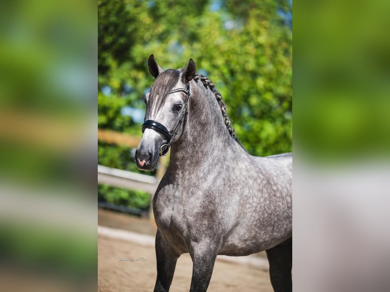 PRE Mix Stallion 4 years 16 hh Grey in Poeldijk