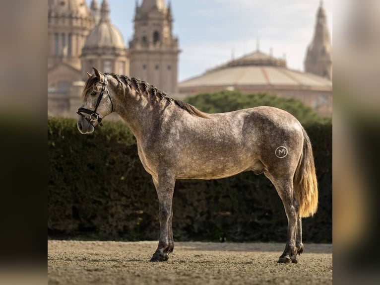 PRE Mix Stallion 4 years 16 hh Grey in Sevilla