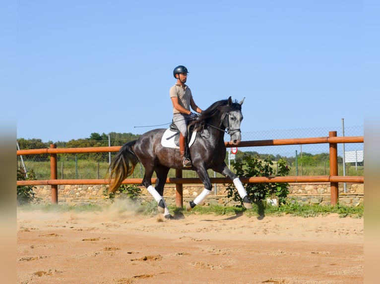 PRE Mix Stallion 4 years 16 hh Grey in MatajudaicaMonells