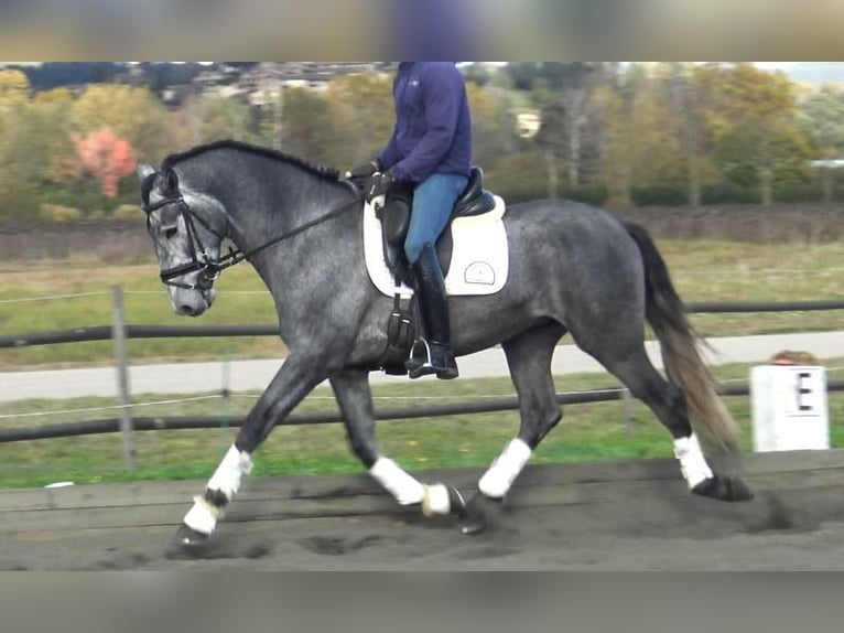 PRE Mix Stallion 4 years 16 hh Grey in Barcelona