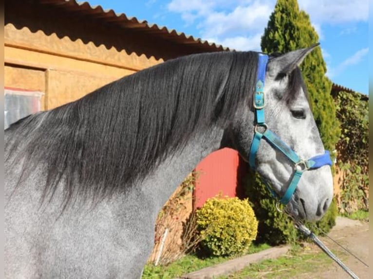 PRE Mix Stallion 4 years 16 hh Grey in Barcelona