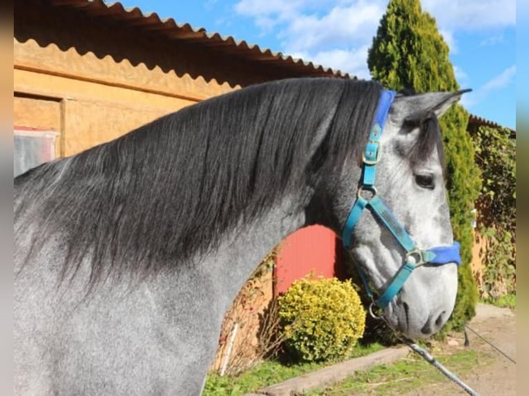 PRE Mix Stallion 4 years 16 hh Grey in Barcelona