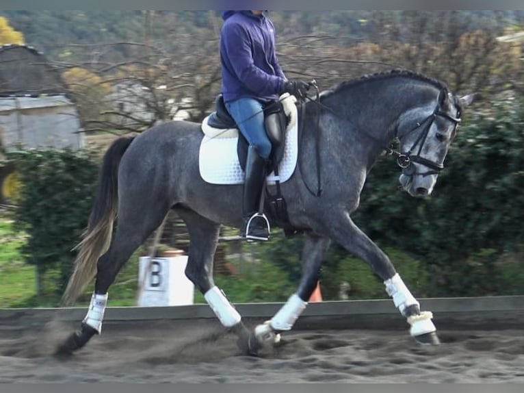 PRE Mix Stallion 4 years 16 hh Grey in Barcelona
