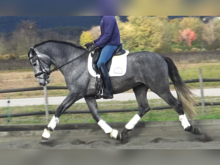 PRE Mix Stallion 4 years 16 hh Grey in Barcelona