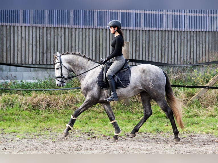 PRE Stallion 4 years 16 hh Grey in Wremen