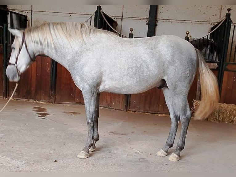 PRE Mix Stallion 4 years 16 hh Grey in AlcoluMalaga