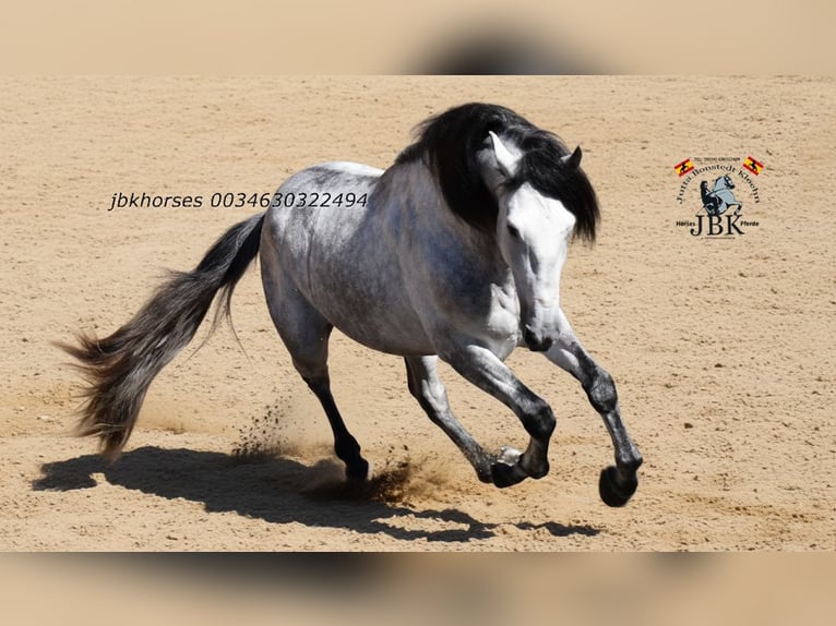 PRE Mix Stallion 4 years 16 hh Grey in Tabernas Almeria