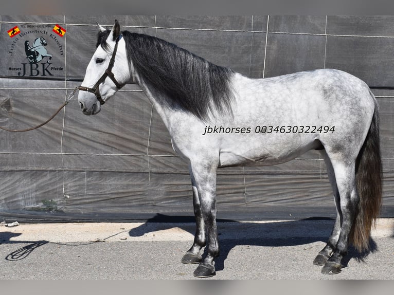 PRE Stallion 4 years 16 hh Grey in Tabernas Almeria