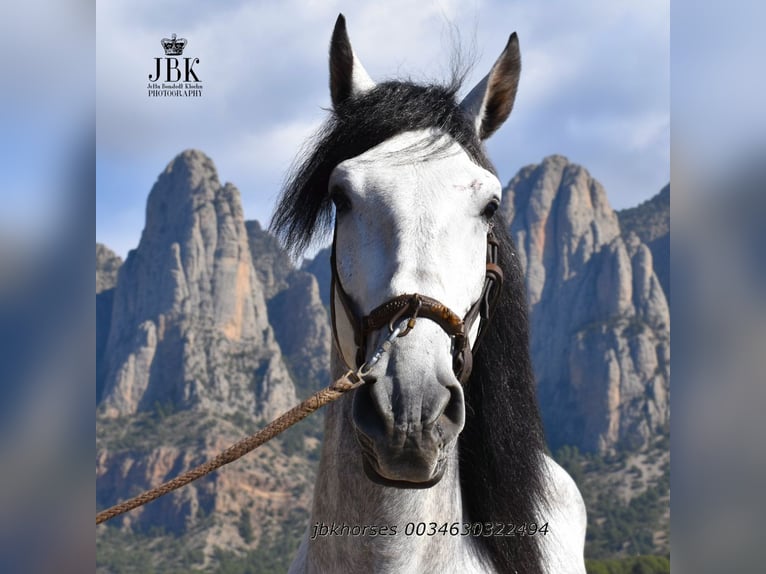 PRE Mix Stallion 4 years 16 hh Grey in Tabernas Almeria
