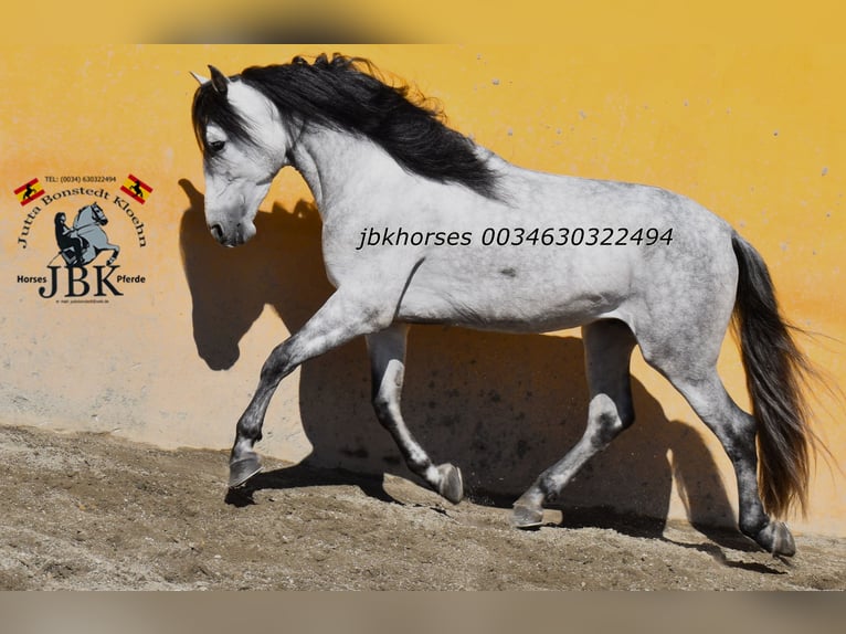 PRE Stallion 4 years 16 hh Grey in Tabernas Almeria