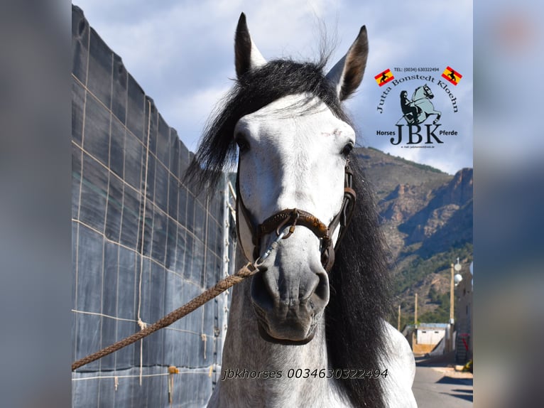PRE Stallion 4 years 16 hh Grey in Tabernas Almeria